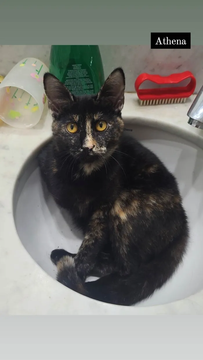 Gato raça SRD-ViraLata idade 2 a 6 meses nome Sem nome