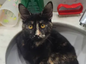 Gato raça SRD-ViraLata idade 2 a 6 meses nome Sem nome
