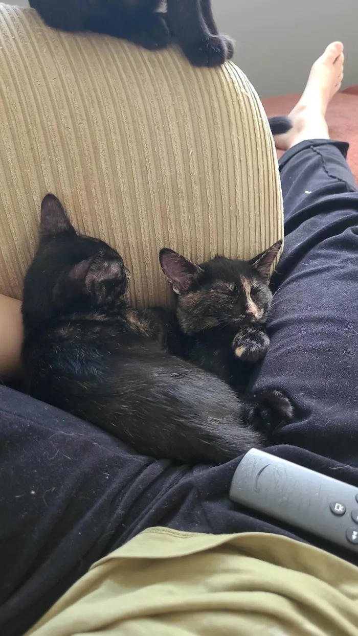 Gato raça SRD-ViraLata idade 2 a 6 meses nome Sem nome