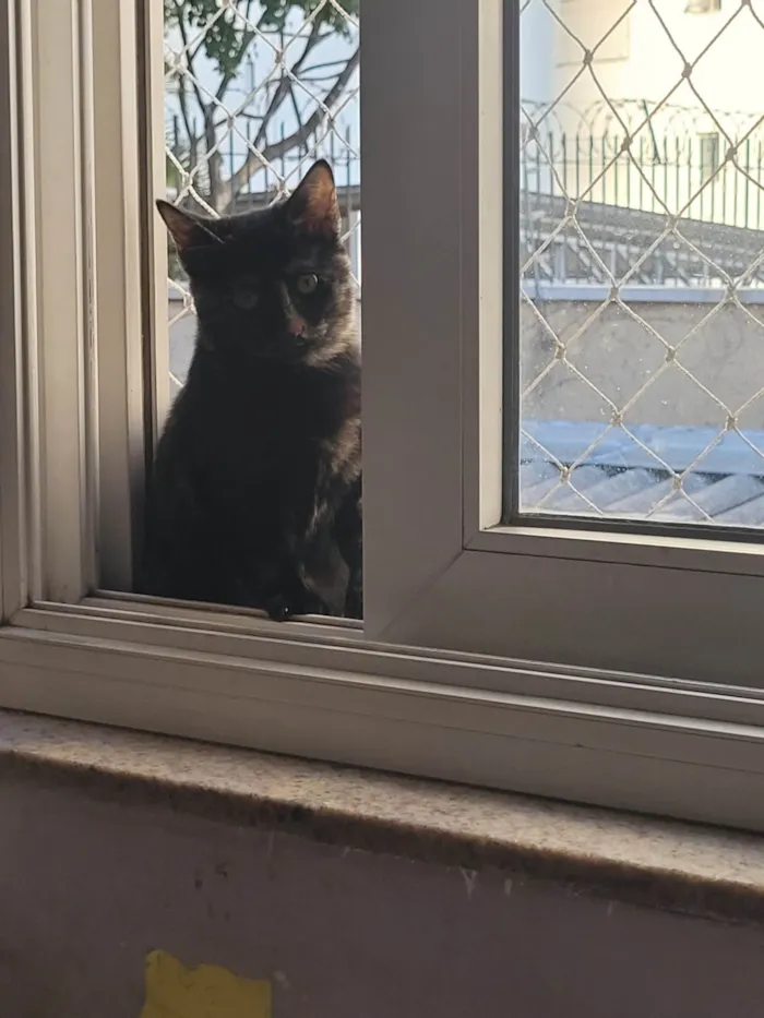 Gato raça SRD-ViraLata idade 2 a 6 meses nome Sem nome