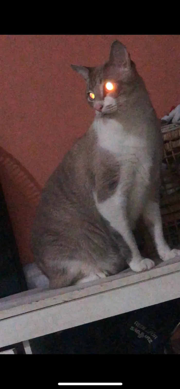 Gato ra a SRD-ViraLata idade 3 anos nome Tom