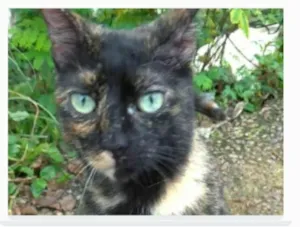 Gato raça srd escaminha  idade 7 a 11 meses nome ISABELE 