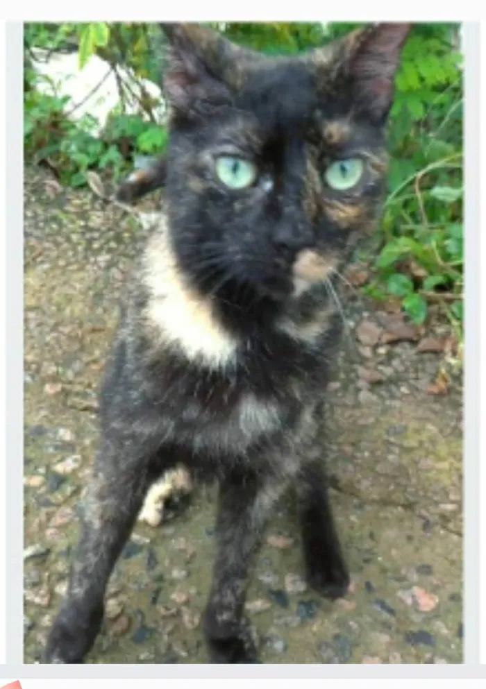 Gato ra a srd escaminha  idade 7 a 11 meses nome ISABELE 
