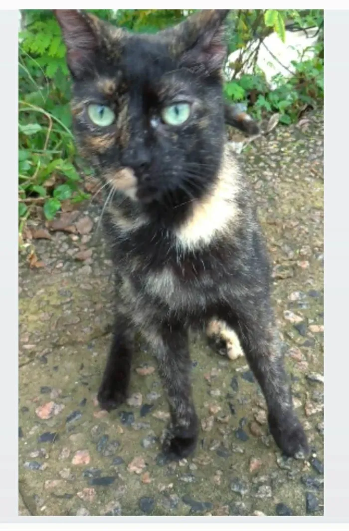 Gato ra a srd escaminha  idade 7 a 11 meses nome ISABELE 