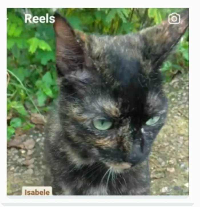 Gato ra a srd escaminha  idade 7 a 11 meses nome ISABELE 