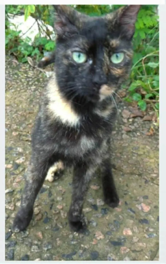 Gato ra a srd escaminha  idade 7 a 11 meses nome ISABELE 