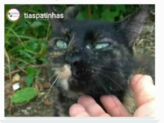 Gato ra a srd escaminha  idade 7 a 11 meses nome ISABELE 