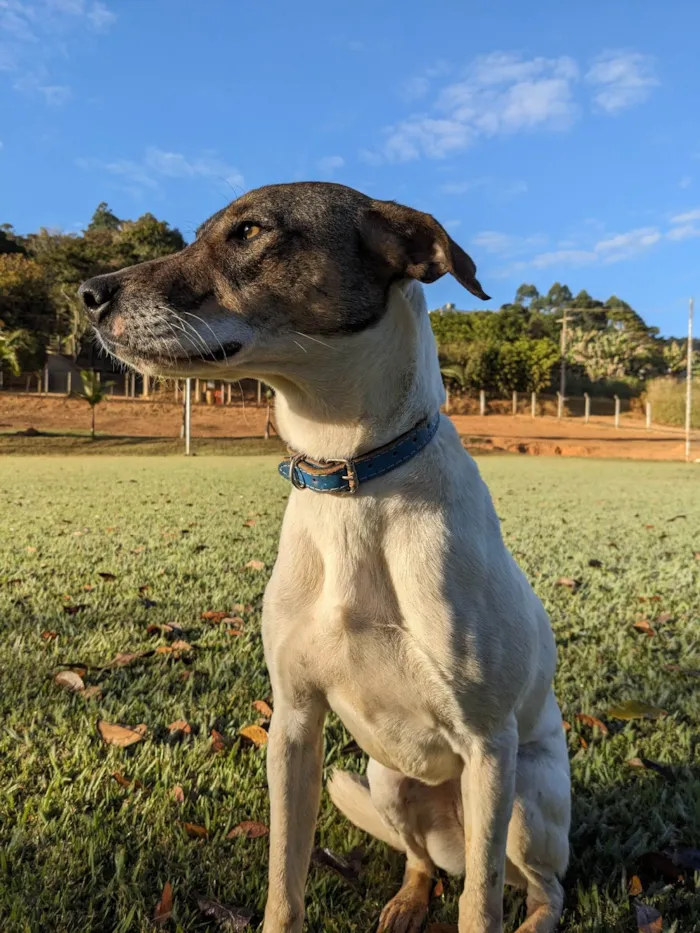 Cachorro ra a vira-lata idade 4 anos nome Baleia