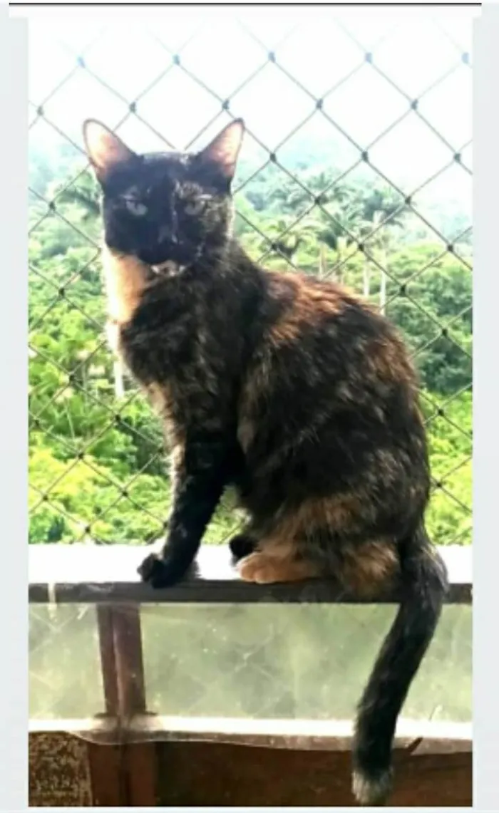 Gato ra a srd escaminha rosét  idade 5 anos nome MAG