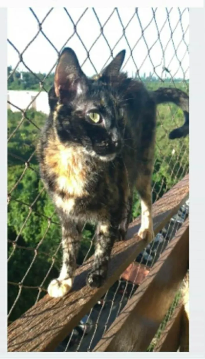 Gato ra a srd escaminha rosét  idade 5 anos nome MAG