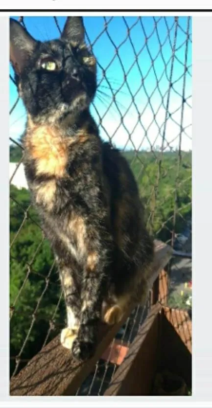 Gato ra a srd escaminha rosét  idade 5 anos nome MAG