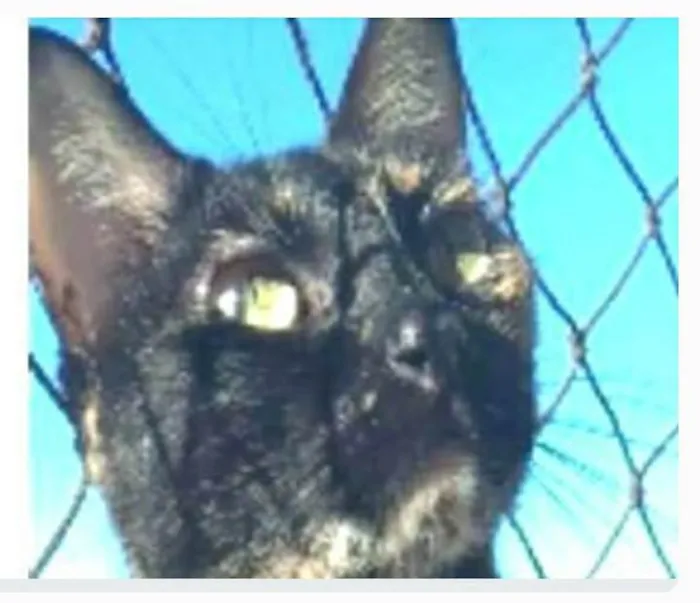 Gato ra a srd escaminha rosét  idade 5 anos nome MAG