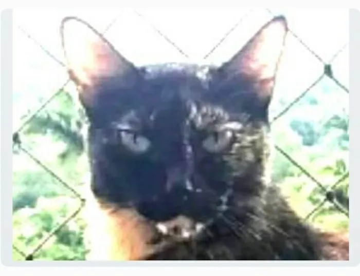 Gato ra a srd escaminha rosét  idade 5 anos nome MAG