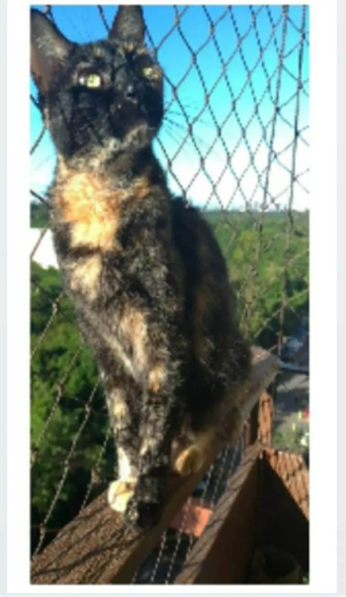 Gato ra a srd escaminha rosét  idade 5 anos nome MAG