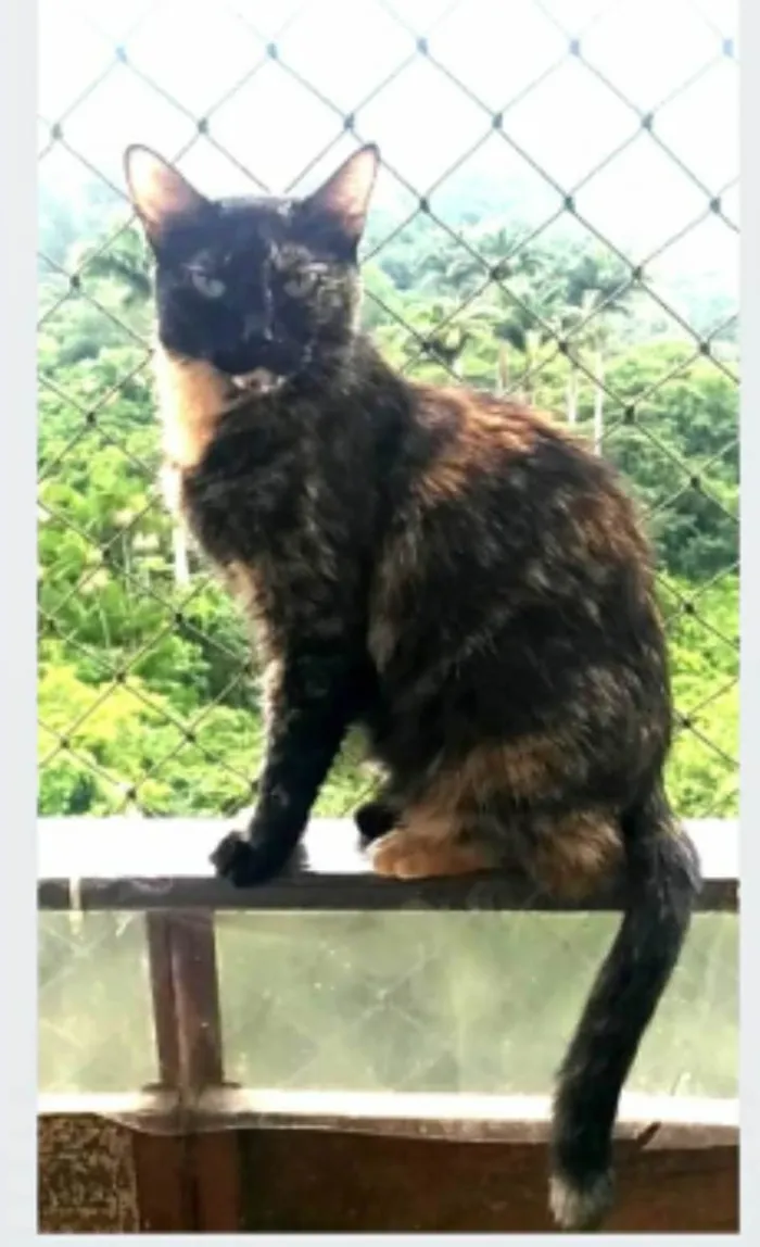 Gato ra a srd escaminha rosét  idade 5 anos nome MAG