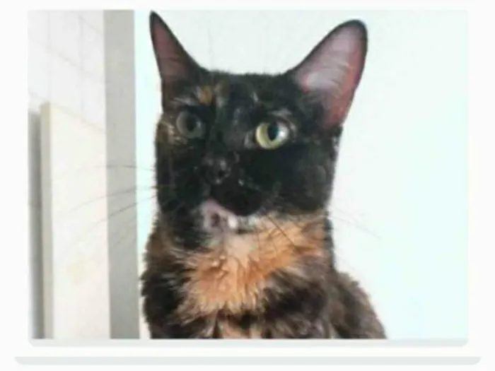 Gato ra a srd escaminha rosét  idade 5 anos nome MAG