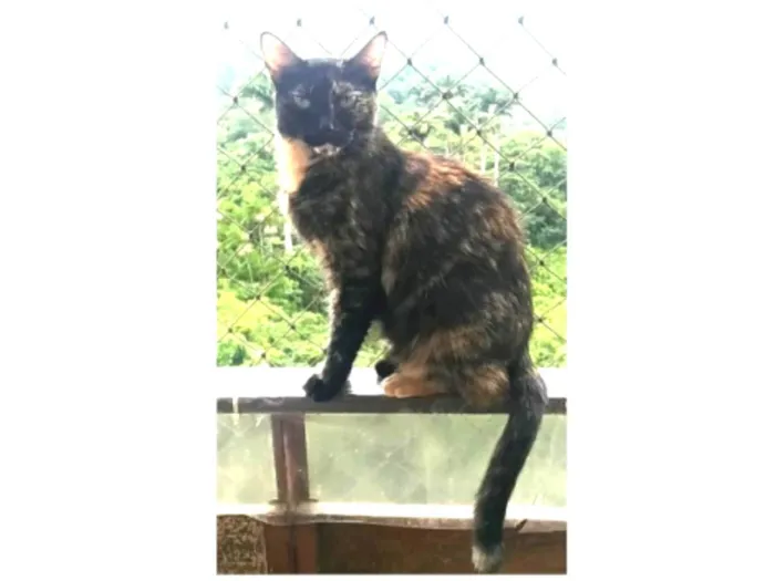 Gato ra a srd escaminha rosét  idade 5 anos nome MAG