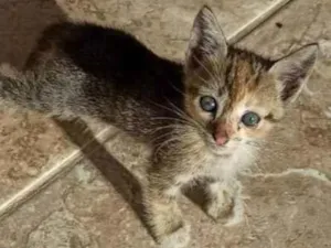 Gato raça  idade Abaixo de 2 meses nome Sem nome