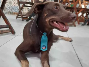 Cachorro raça SRD-ViraLata idade 1 ano nome Chocolate