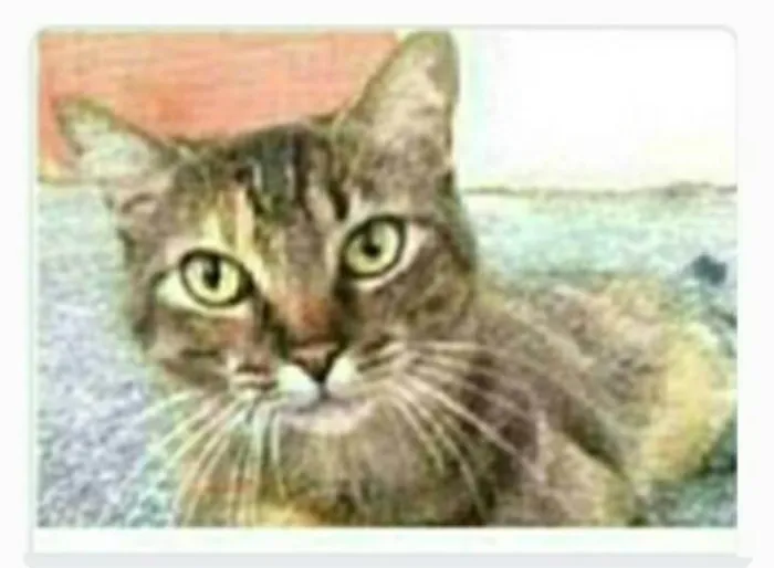 Gato ra a srd tigradinha  idade 2 anos nome JULLY