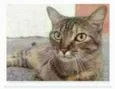 JULLY
