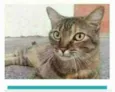 JULLY