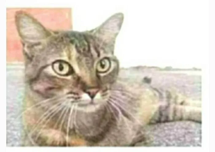 Gato ra a srd tigradinha  idade 2 anos nome JULLY