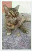 JULLY