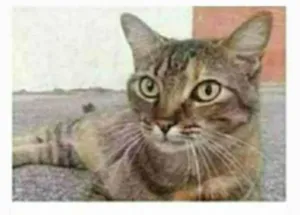 Gato raça srd tigradinha  idade 2 anos nome JULLY
