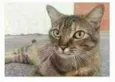 JULLY