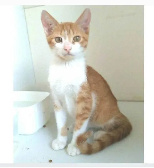 Gato ra a srd bicolor  idade 7 a 11 meses nome FUBÁ