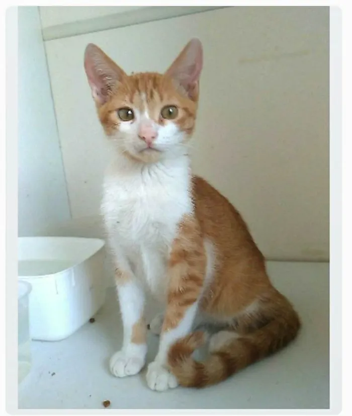 Gato ra a srd bicolor  idade 7 a 11 meses nome FUBÁ