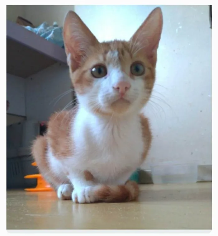 Gato ra a srd bicolor  idade 7 a 11 meses nome FUBÁ
