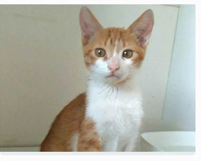 Gato ra a srd bicolor  idade 7 a 11 meses nome FUBÁ