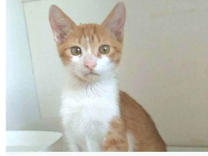 Gato ra a srd bicolor  idade 7 a 11 meses nome FUBÁ