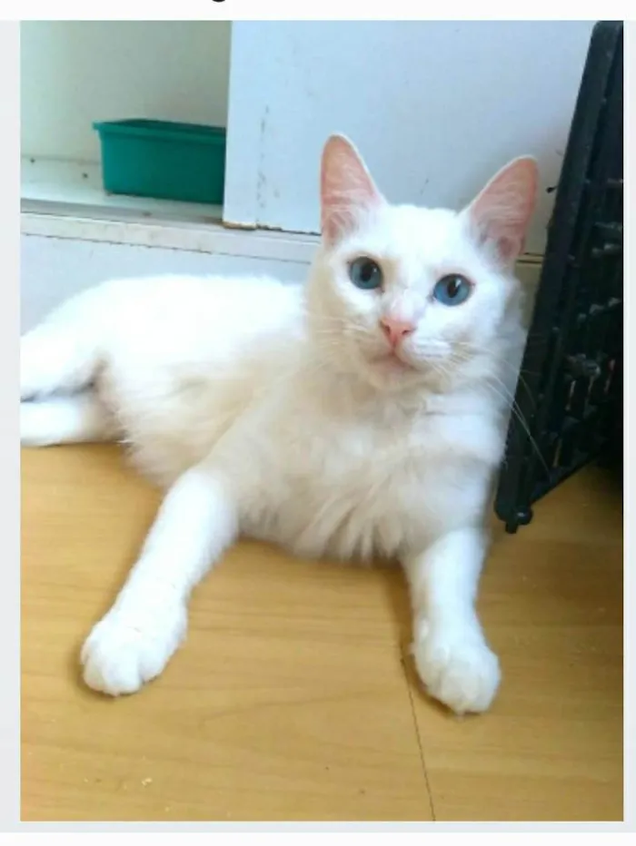 Gato ra a srd idade 1 ano nome MAITÊ 