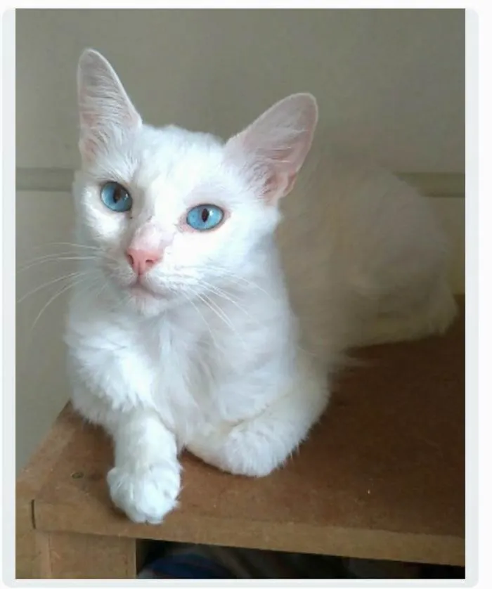 Gato ra a srd idade 1 ano nome MAITÊ 