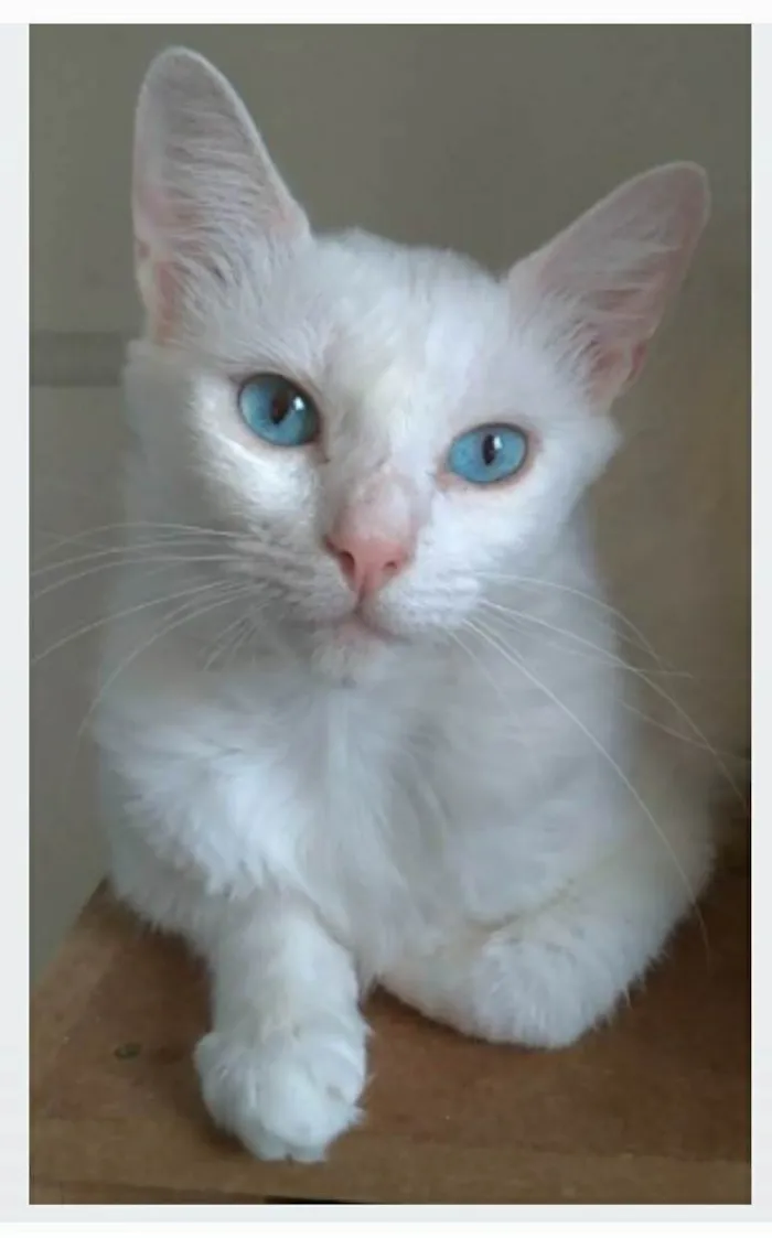 Gato ra a srd idade 1 ano nome MAITÊ 
