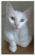 MAITÊ