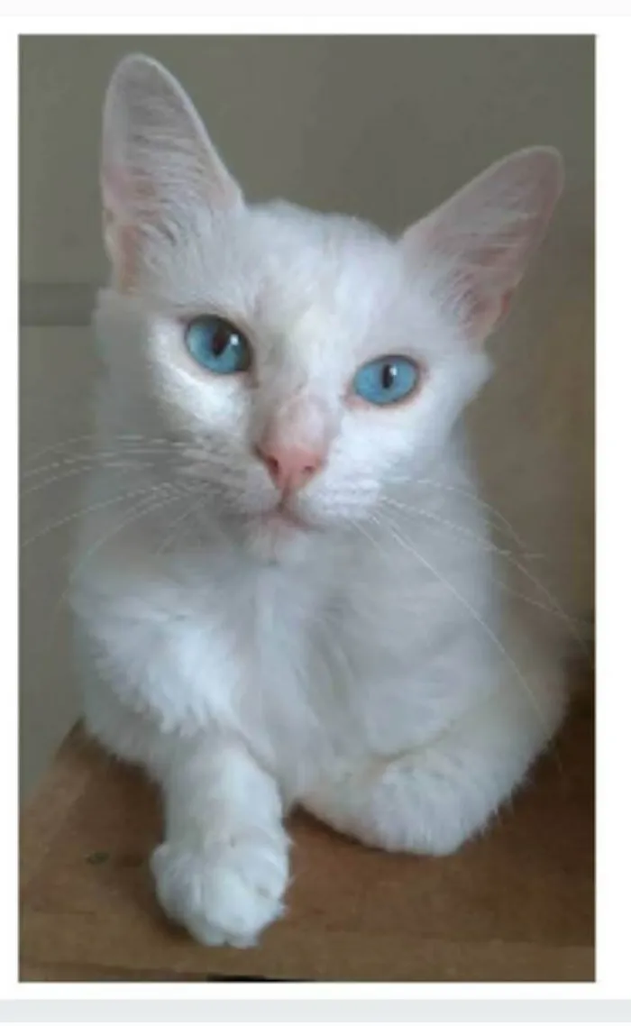 Gato ra a srd idade 1 ano nome MAITÊ 