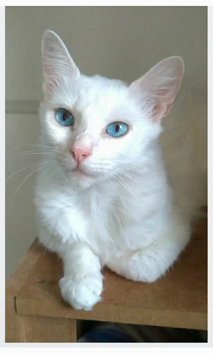 Gato ra a srd idade 1 ano nome MAITÊ 