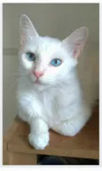 MAITÊ