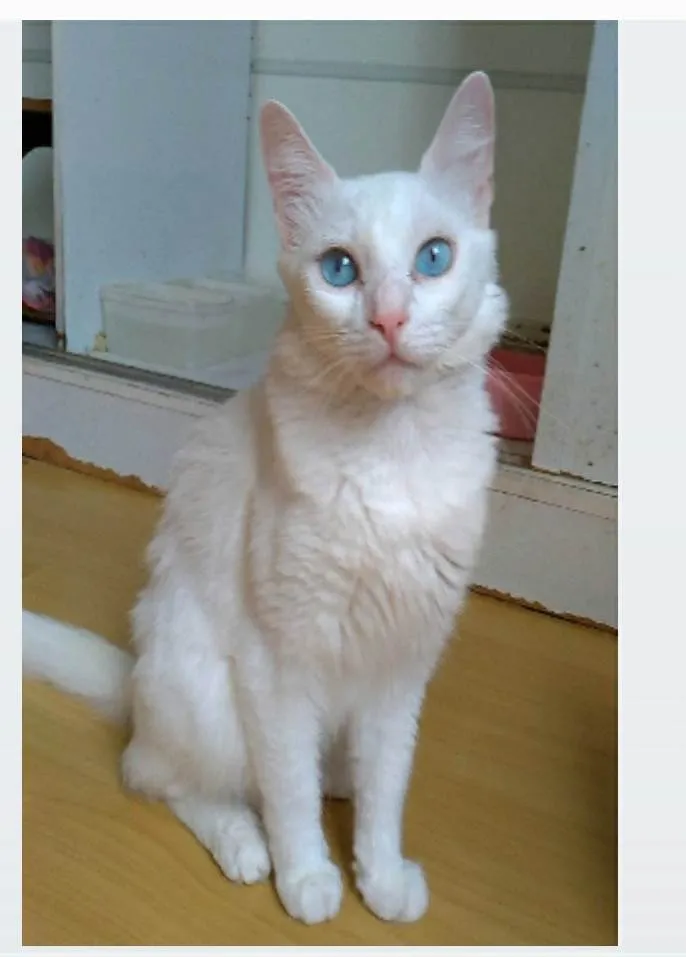 Gato ra a srd idade 1 ano nome MAITÊ 