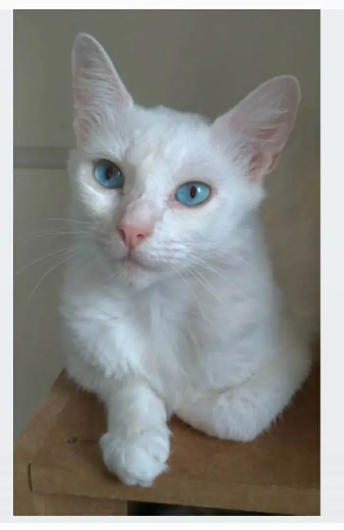 Gato ra a srd idade 1 ano nome MAITÊ 