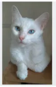 MAITÊ