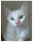 MAITÊ