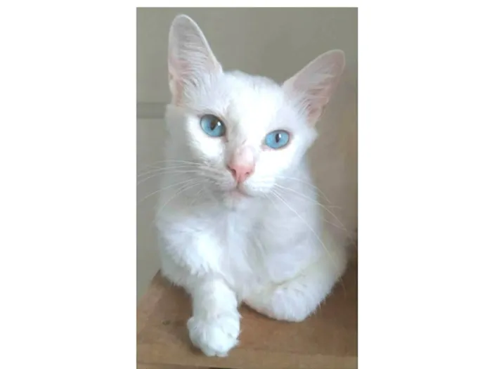 Gato ra a srd idade 1 ano nome MAITÊ 