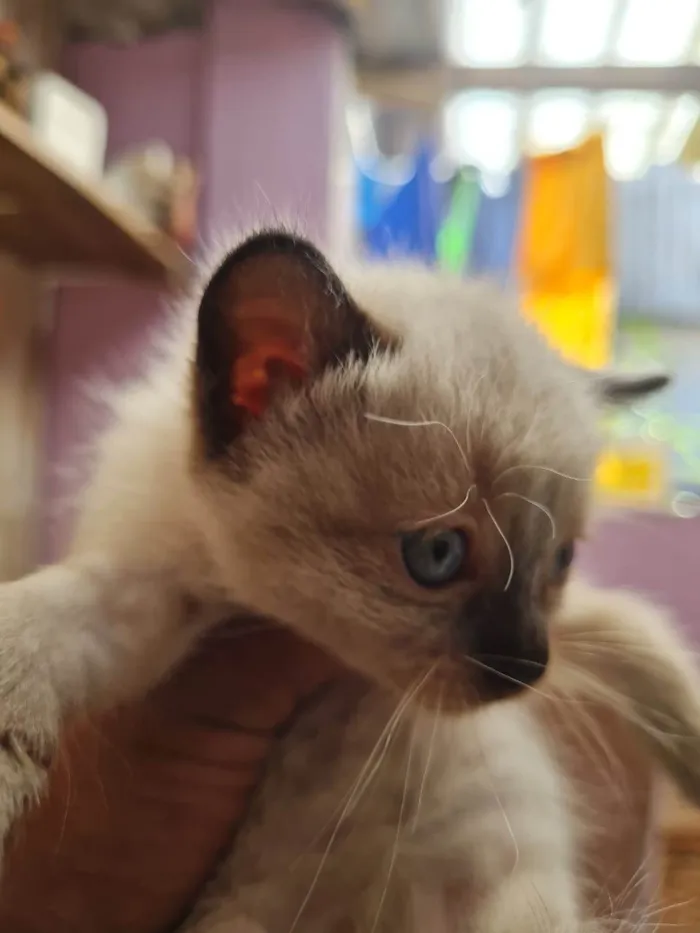 Gato ra a  idade 2 a 6 meses nome sem nome