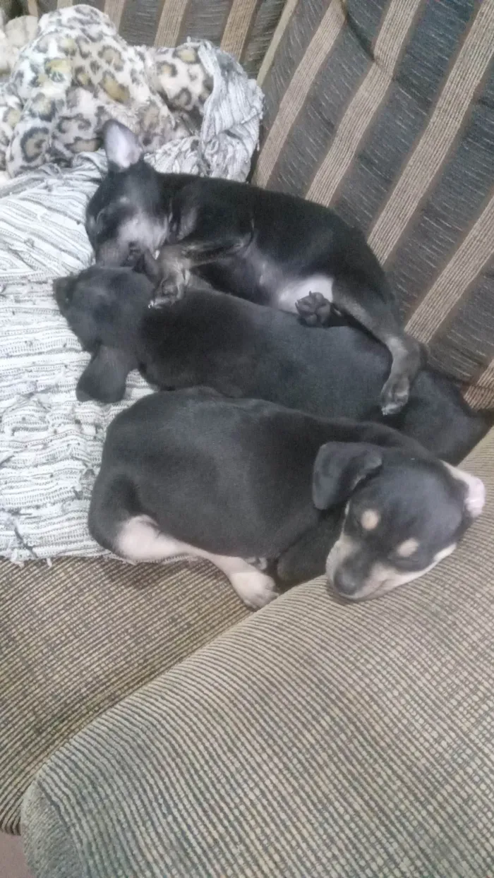 Cachorro ra a Pincher nao puro idade Abaixo de 2 meses nome Sem nome