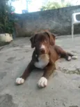 Adolfo